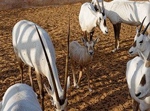 &ldquo;Un tenero musetto&ldquo; (orici d&rsquo;Arabia all&rsquo;Arabian Orix Camp).