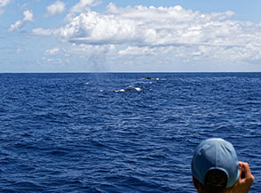 Whale watching al largo della costa di Saint Gilles les Bains.