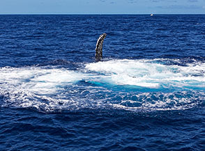 La lunga pinna pettorale (mega ptera) di una megattera, cui deve il suo nome il cetaceo.