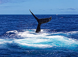 Whale watching a Saint Gilles