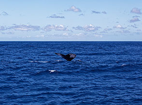 Whale watching al largo della costa di Saint Gilles les Bains (coda di megattera).