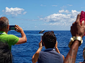 Whale watching al largo della costa di Saint Gilles les Bains (salto di megattera).